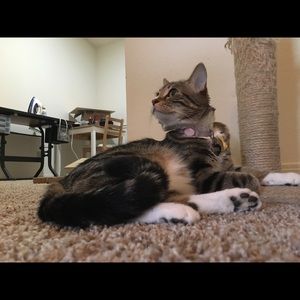 Meet your Posher, Dalton